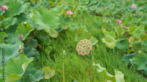 Bild auf Leinwand The pink lotus flowers blooming in the pond in summer