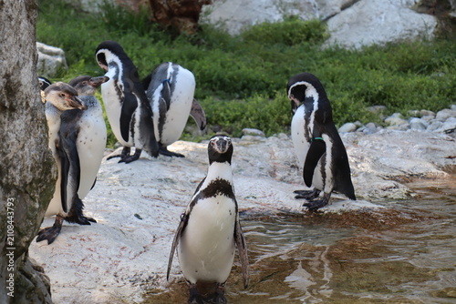 Fotografie king penguin colony