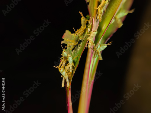 Фотография close up of several young grasshoppers or nymphs on a green leaf (Locusta migrat