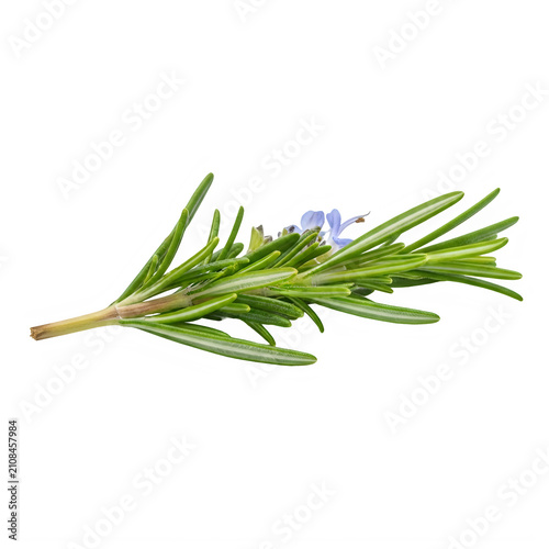 bunch of rosemary isolated on transparent background