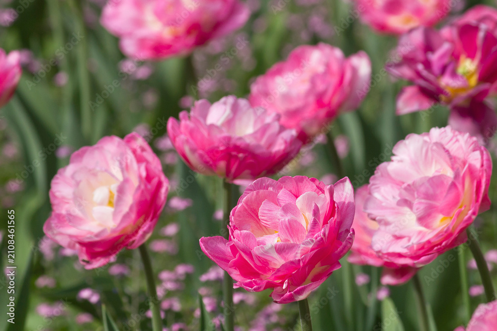 Fototapeta premium close-up of pink tulips growing in a flowerbed in the park