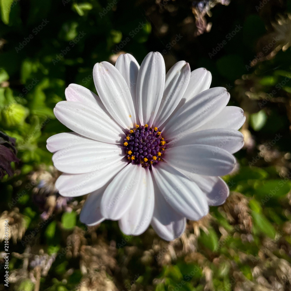 Fototapeta premium White daisy flower with deep purple center