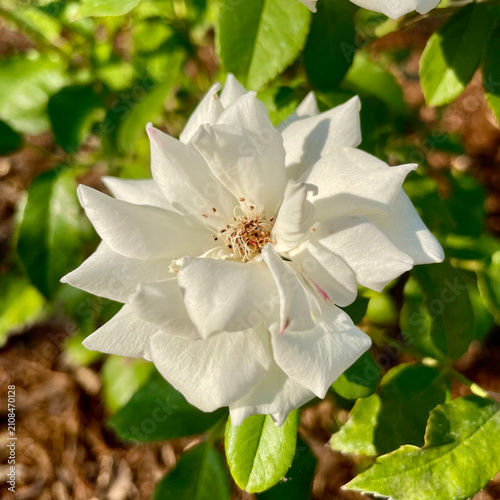 Canvas Print Full bloom white rose with golden stamens