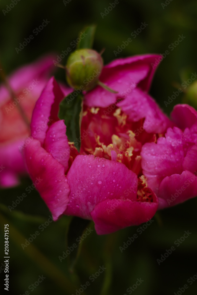 Fototapeta premium Close-up of a blooming pink peony flower with delicate petals and fresh water droplets. Elegant floral macro captured in a lush green garden, showcasing the beauty of spring and summer nature. 