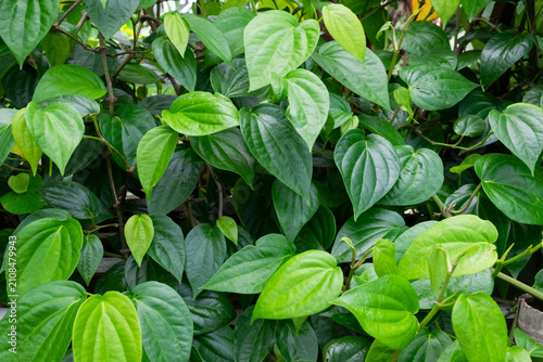 Fotografie Fresh green leaves of Piper betle