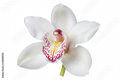 Foto Elegant White Cymbidium Orchid Flower with Spotted Labellum
