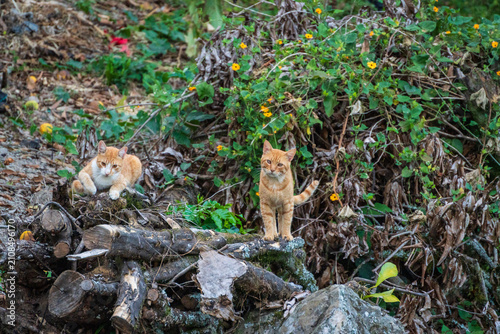 Canvas Print Two cute orange tabby cats resting together on a pile of outdoor firewood in a r