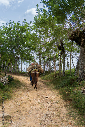 Rear view of a farmer and a pack mule carrying heavy burlap sacks loaded with cargo along a narrow rural dirt path surrounded by lush green trees and a rustic fence in the countryside