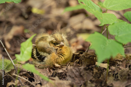 Fotografie Tiny helpless fledgling sits on forest floor