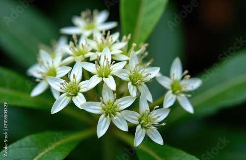 Macro shot of Aralia cordata flowers with white petals, yellow centers. Perennial plant grows in garden environment. Green leaves surround blooming floral cluster in natural light. Wild botanical