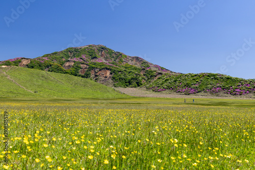 view across the yellow blooming buttercups and lush green meadows toward mount Eboshi, covered in pink azaleas, under a cloudless sky and sunshine