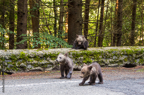 Young bears on the Transfăgărășan Highway in Romania