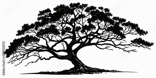 Quadro su tela Black banyan tree silhouette against white background, black silhouette aerial r