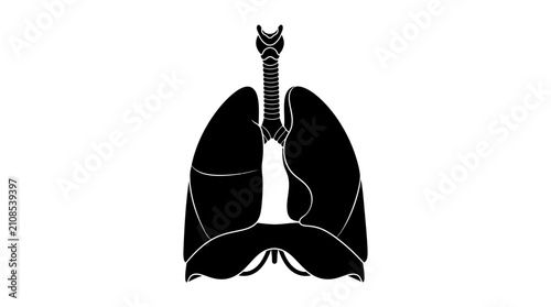 Foto Human Lungs Silhouette Against A White Background