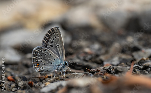 Polyeyed Silver Blue butterfly (Plebejidea loewii) taking minerals on wet ground