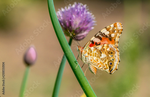 Painted Lady Moth (Vanessa cardui) on the plant