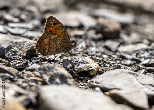 Lydian False Witch Butterfly (Pseudochazara lydia) that feeds on minerals in wet soil.