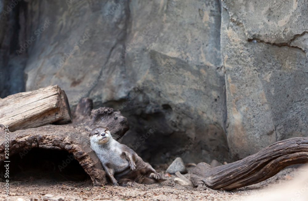 Obraz premium Cute Asian Small-Clawed Otter (Aonyx cinereus) Relaxing in a Naturalistic Zoo Habitat