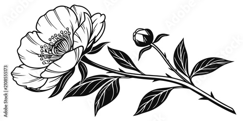 Foto Black peony flower silhouette with dark green leaves on white background isolate