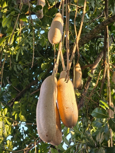 The kigelia africana fruit or commonly known as the sausage tree fruit