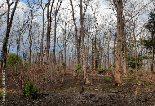 Dry deciduous forest after wildfire or dry season, climate change, environmental degradation, deforestation concepts