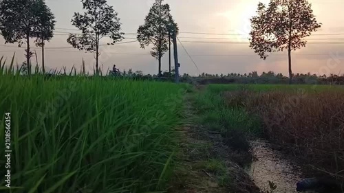 Motorbike Riding Beside Green Rice Fields at Sunset in Vietnam