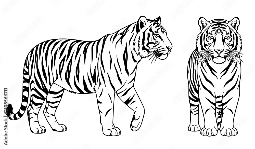 Obraz premium Premium Wildlife Tiger Vector Set with Front and Profile Views Isolated on White