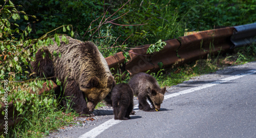 Young bears on the Transfăgărășan Highway in Romania