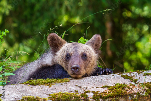 Young bears on the Transfăgărășan Highway in Romania
