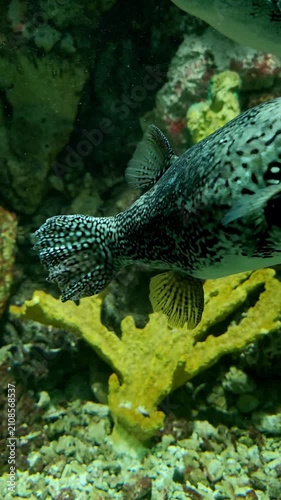 Slow motion video of map puffer also known as the map pufferfish. Portrait video of map pufferfish. Vertical video of puffer fish