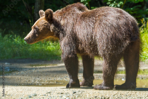Wild bears by a road in Romania