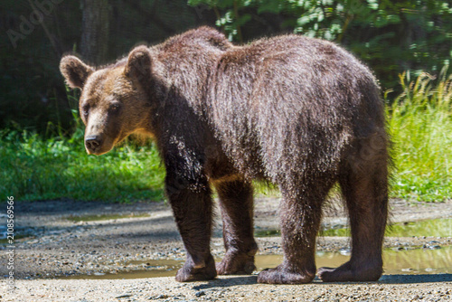 Wild bears by a road in Romania