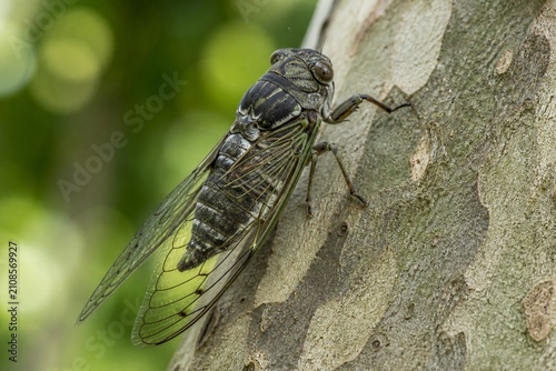 A cicada resting on the bark of a plane tree on a summer day.