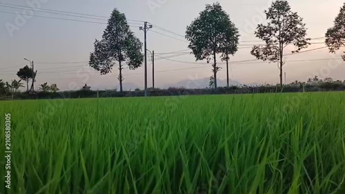 Motorbike Riding Along Rural Road Beside Green Rice Fields