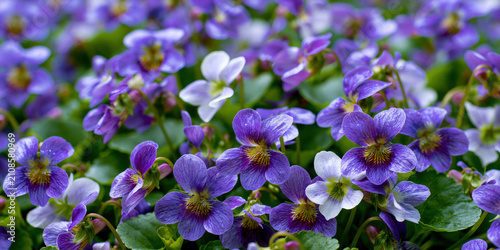 Close-up of vibrant purple and white wildflowers in a garden setting