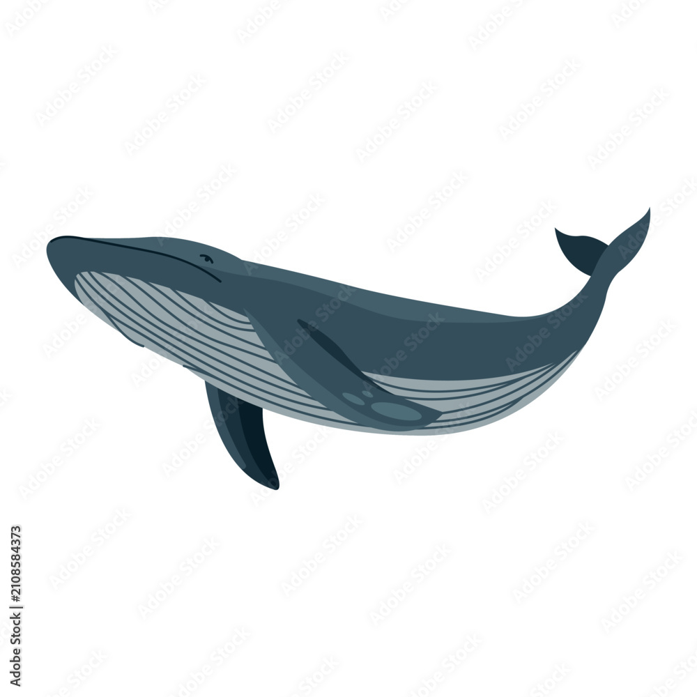 Fototapeta premium Large blue whale swimming vector illustration on white background 