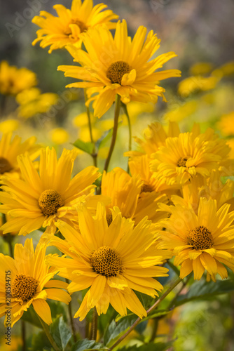 Yellow echinacea flowers in garden. Summer flower as background