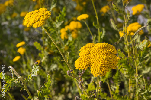 Yellow flowers with green leaves