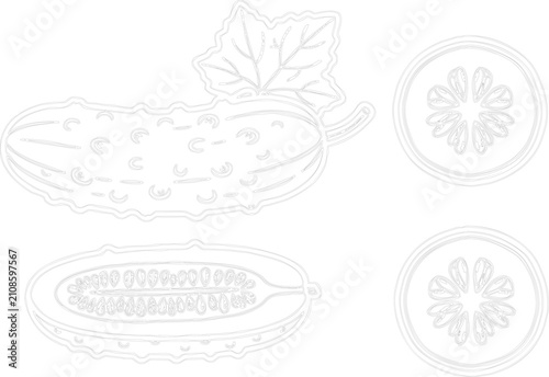 Fotografie Line Art Bitter Melon and Slice Vector Set