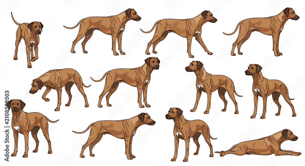 Obraz premium Rhodesian ridgeback dog illustrations showing various natural body positions, standing, walking, and resting.