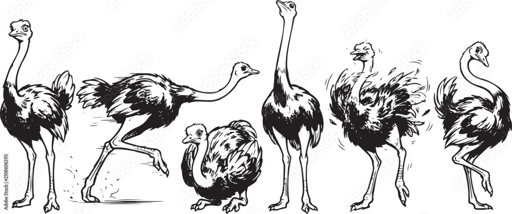Obraz premium Set of ostriches. Hand drawn vector illustration