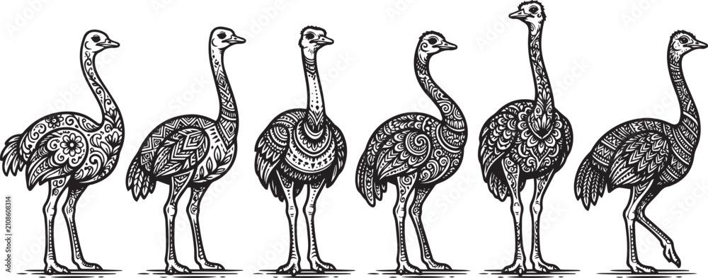 Fototapeta premium Set of ostriches. Hand drawn vector illustration