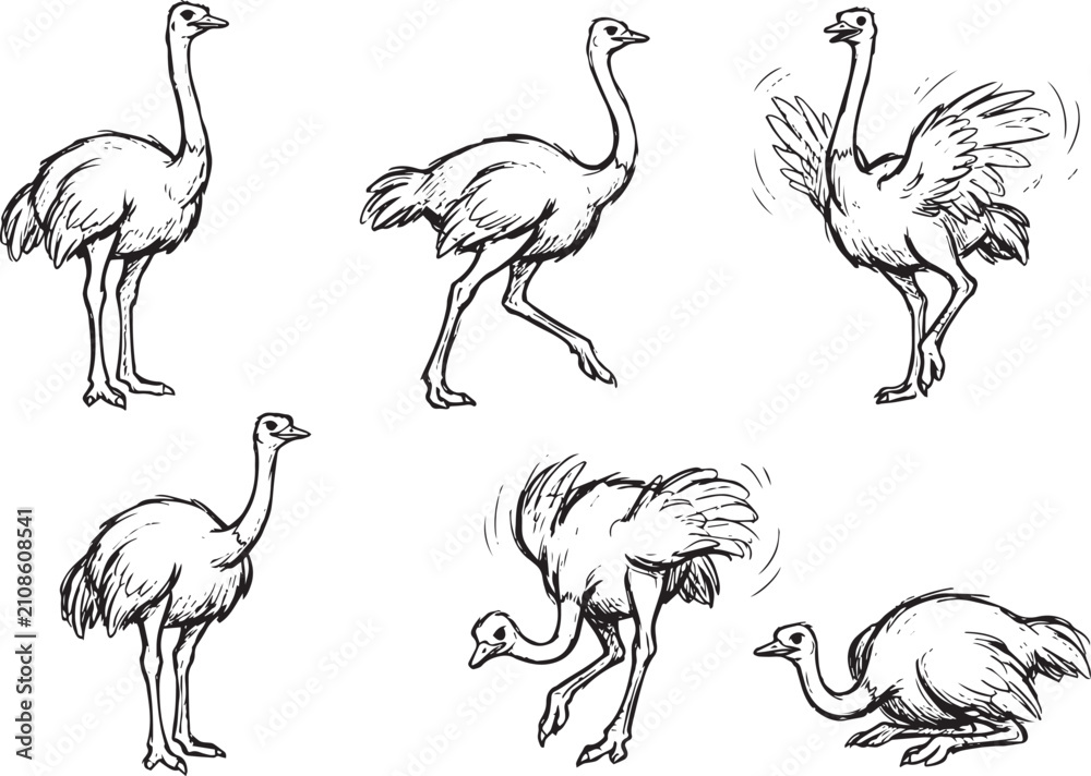 Fototapeta premium Set of ostriches. Hand drawn vector illustration