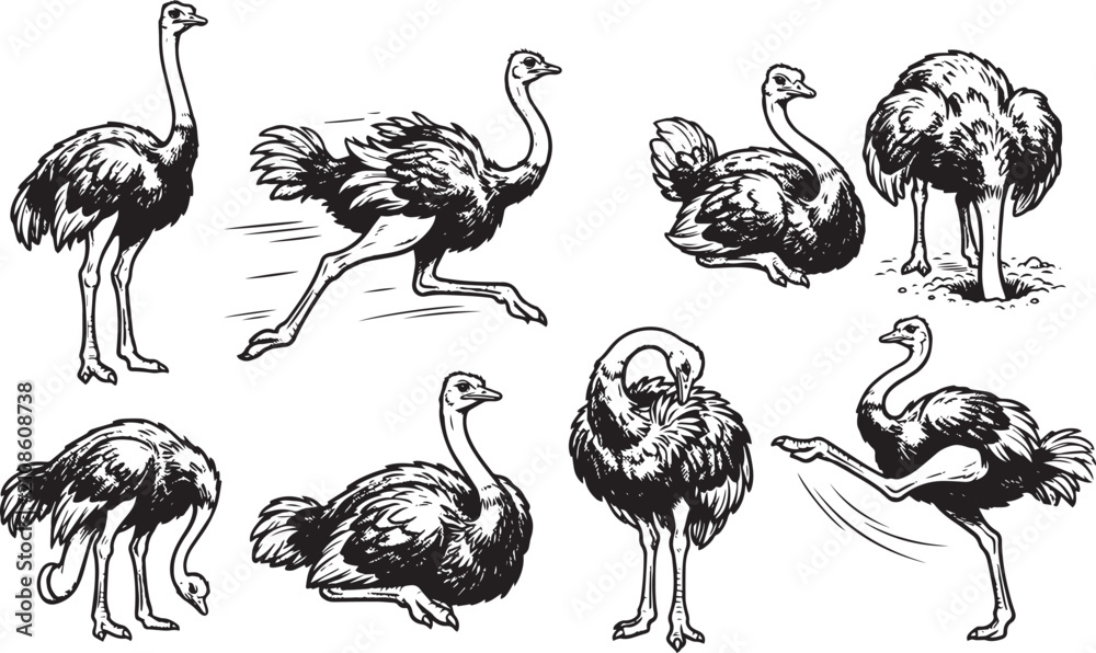 Fototapeta premium Set of ostriches. Hand drawn vector illustration