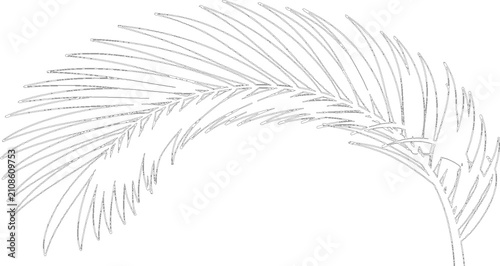 Photos Single sweeping tropical palm frond in elegant black line art isolated on transp