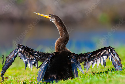 Fotografía Male Anhinga. Everglades National Park, Florida, USA.