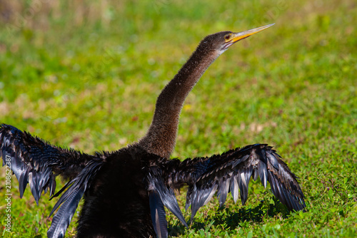 Принти на полотні Male Anhinga. Everglades National Park, Florida, USA.