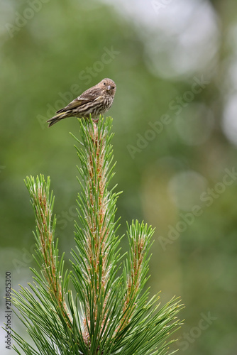 A Pine Siskin (Spinus pinus) perched on a pine tree branch.