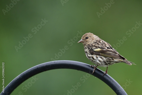 A Pine Siskin (Spinus pinus) perched on an iron rail.