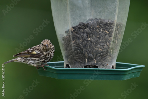 A Pine Siskin (Spinus pinus) visits a bird feeder.